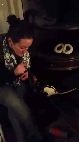 Training Rats in College Training Rats in College