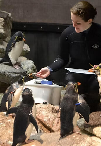 Feeding Penguins