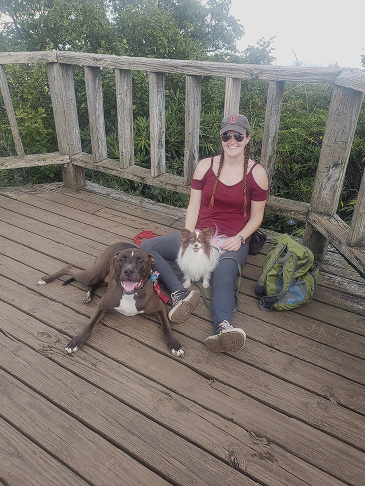 A pitbull and a papillon